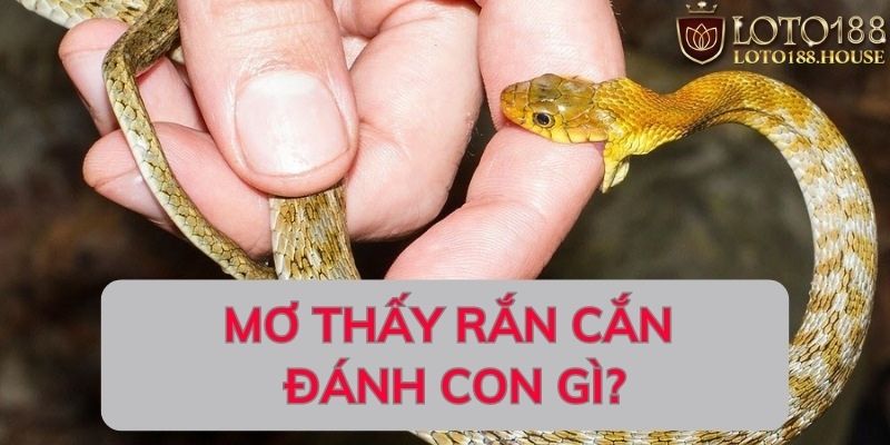 mơ thấy rắn cắn đánh con gì