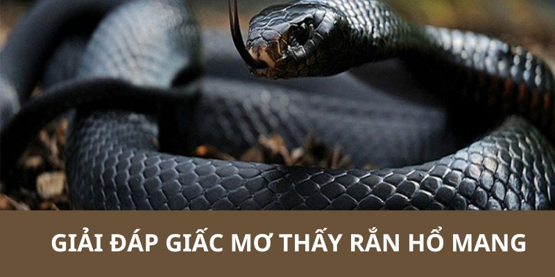 Ý nghĩa cụ thể liên quan đến hình ảnh ngủ mơ thấy rắn hổ mang 