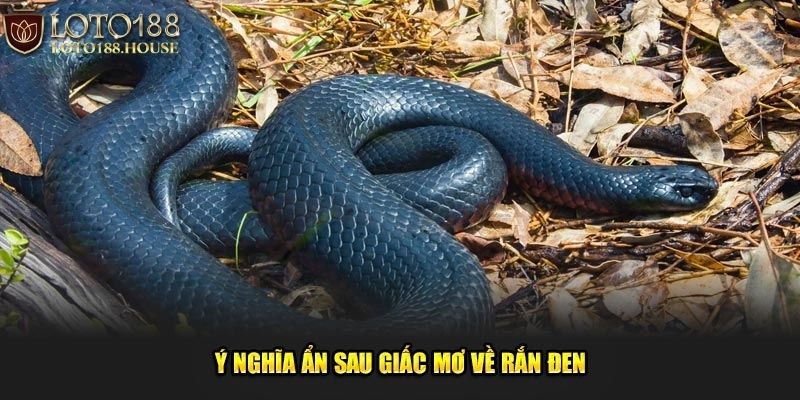 Giải mã ý nghĩa điềm báo khi mơ thấy rắn đen